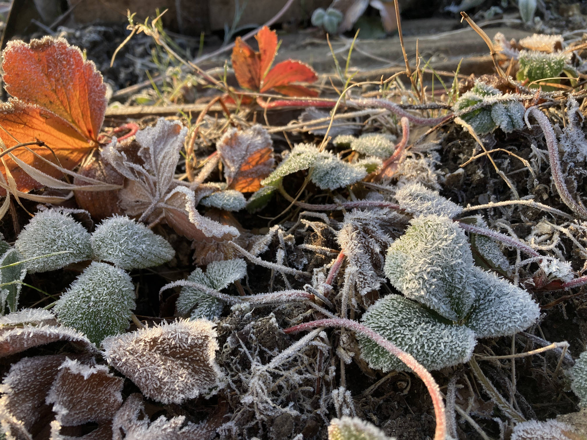 Frosty strawberry leaves.